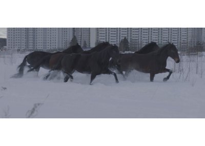 Film still of five brown horses running in deep snow in front of large white housing complexes.