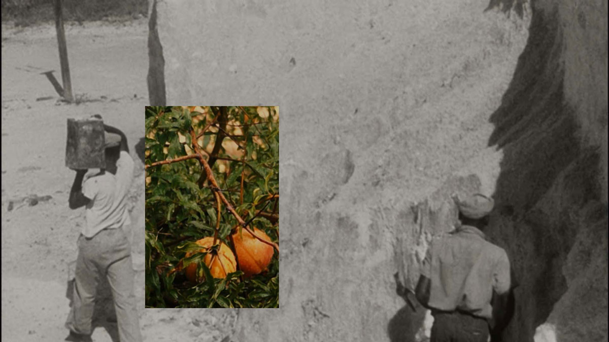 A video still showing a colored rectangle of an orange tree superimposed on a black-and-white video showing Black people laboring in a field.