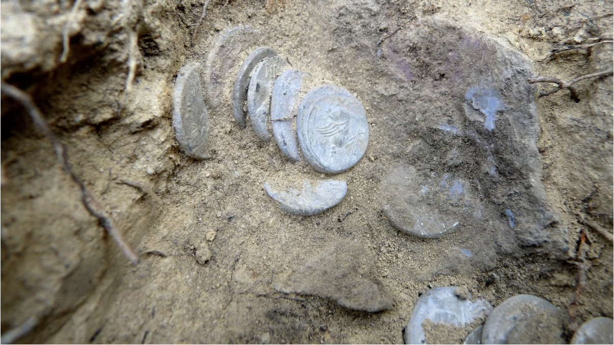 Part of a hoard of 175 silver Roman coins found near Livorno, Tuscany, 2021.